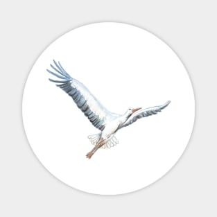 White stork, Ciconia ciconia, flying illustration Magnet